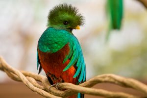 Quetzal-Birds-Images-HD-Desktop-Widescreen