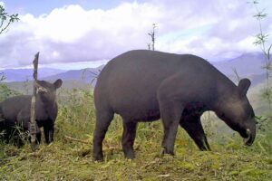 Danta andina (tapir latinoamericano)