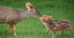 Pudu