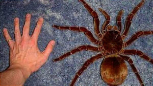 La tarántula gigante, tarántula Goliat o tarántula pajarera (Theraphosa blondi)